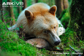 Illustration for article titled Thursidae - Ursus americanus Editon
